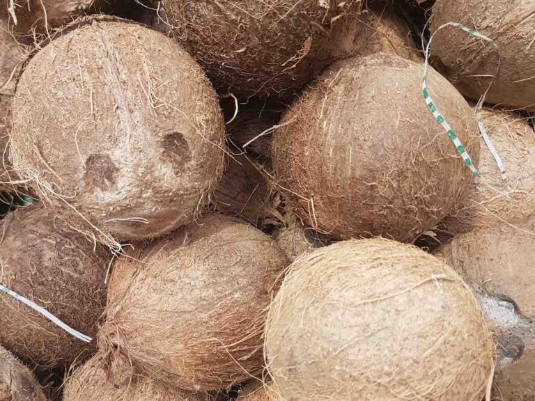 Picking a Good Coconut at the Grocery Store: Easy Guide