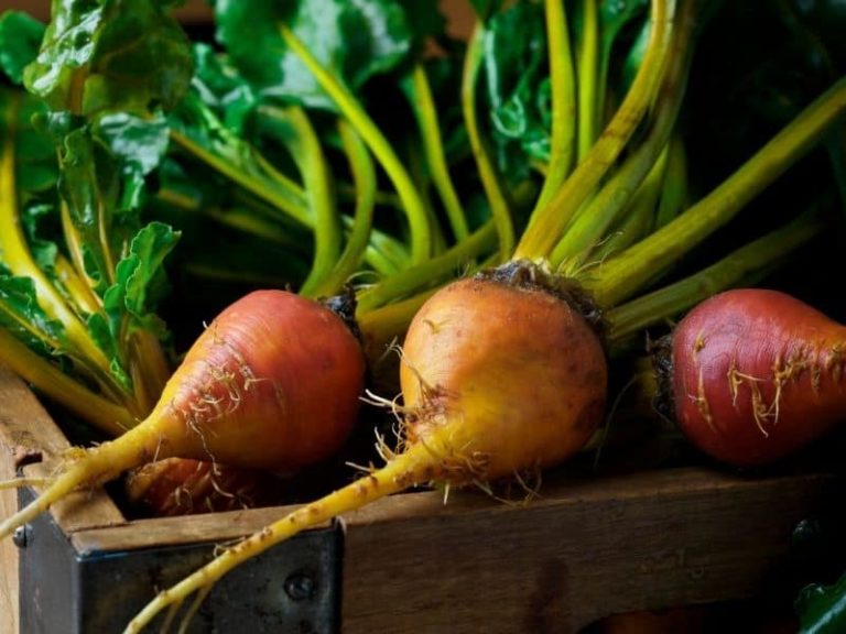How to Store Golden Beets: Everything You Need to Know