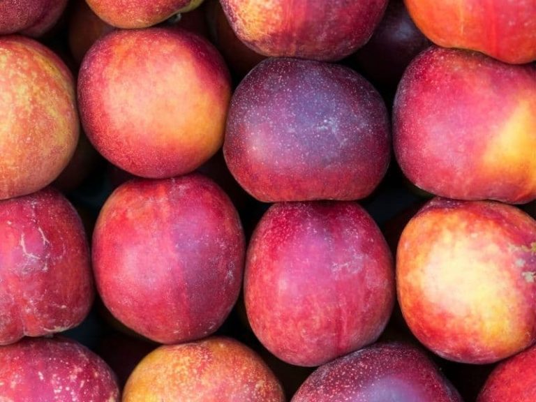 How to Store Nectarines at Home: Shelf Life, Temperature, etc.