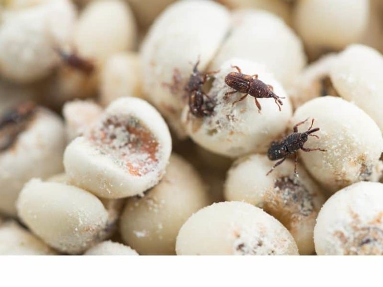 How to Get Rid of Pantry Pests: Complete Guide
