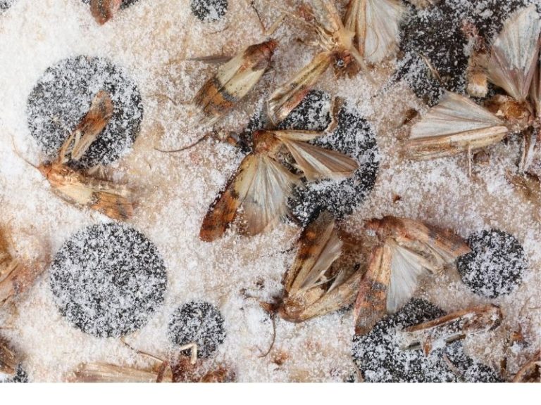 Do Essential Oils Get Rid of Pantry Moths?