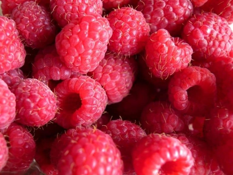 Simple Science Behind Proper Raspberries Storage